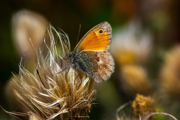 Obraz premium Alone at times