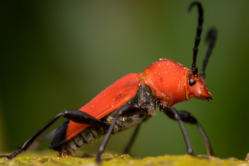 Red Longhorn Beetle (Pyrrhidium Sanguineum