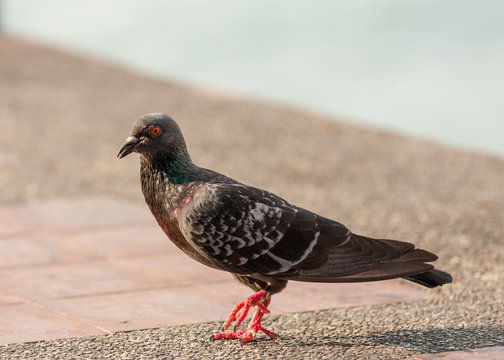 Pigeon walking on street in urban cityscape.