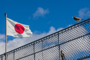 青空にはためく日本国旗とカモメの幼鳥