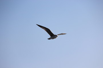 Gabbiano in volo