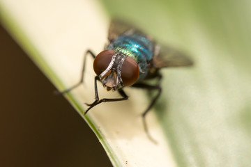Common green bottle fly, (Lucilia sericata)