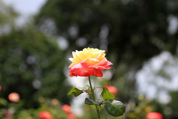 Obraz premium Beautiful flower