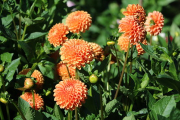 Orange Pompon Dahlia 