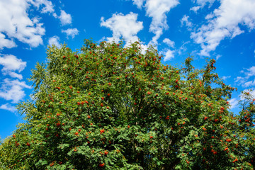Fototapeta na wymiar Rowan berry (Sorbus aucuparia)