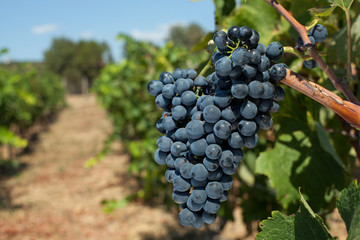  red wine grapes