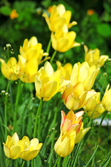 Yellow tulips in the spring garden