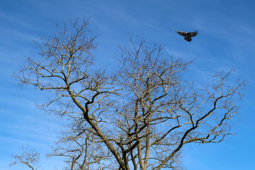 Flying Black Raven autumn background