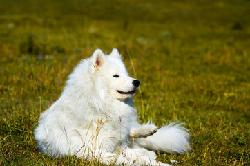 siberian samoyed. white husky dog - obrazy, fototapety, plakaty