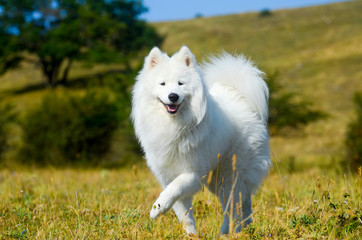 Naklejka na ściany i meble siberian samoyed. white husky dog