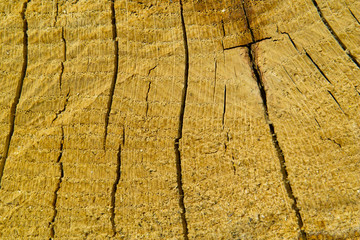 Close-up tree saw cut background