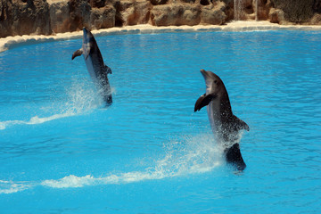 Two dolphins dancing in the blue pool with sea water