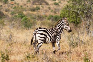 Naklejka na ściany i meble Zebra in the grasslands of the Serengeti at dawn, Tanzania, East