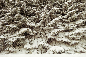 Wilds forest thicket. Siberian taiga thick. The solid impassable wall of snow-covered fir trees. Winter background.
