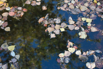 осенние листья плавают в луже. Между листьями в луже отражаются небо и высокие сосны © alenuka