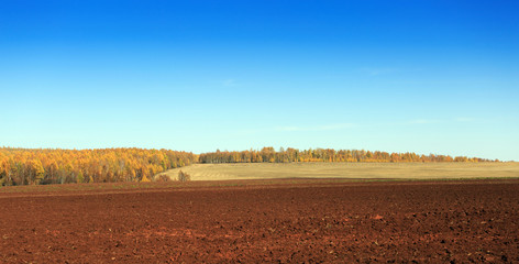 Obraz premium Rural landscape with a plowed field and a birch grove in the distance a clear autumn day. Photo is easy to toned.