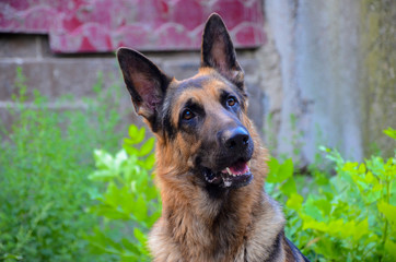 German shephrd dog in forest, summer