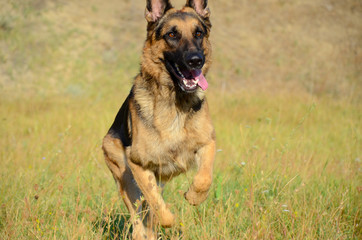 German shephrd dog in forest, summer