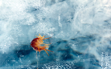 Frozen shrimp in the spring Baikal ice. Photo is easy to toned.