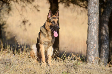 German shephrd dog in forest, summer