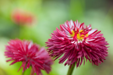 beautiful red flowers in the nature