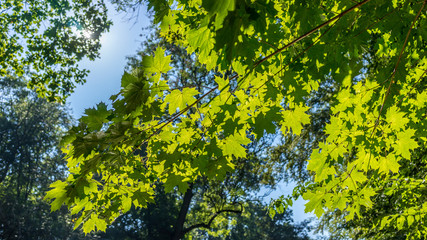 Maple Tree © DZiegler