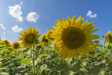 sunflower field over cloudy blue sky and bright sun lights.