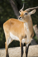 antelope in nature ready to run