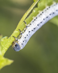 Catapillar feeding in early morning