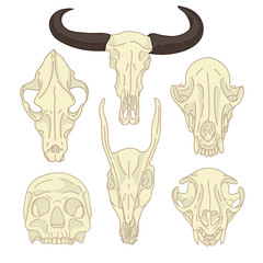 A set of silhouettes of skulls of animals and humans. Collection of linear skull goats, cats, dogs and humans. Figure skull bone in cartoon style. Isolated color animal, human skull. Vector.