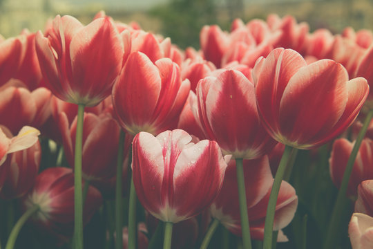 Blooming red and white tulips in the park in April. Retro style toned image