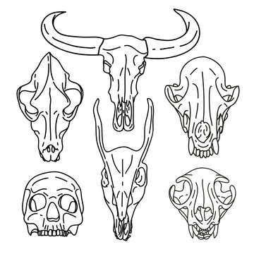 A set of silhouettes of skulls of animals and humans. Collection of linear skull goats, cats, dogs and humans. Figure skull bone in cartoon style. Isolated black and white animal skull. Vector.