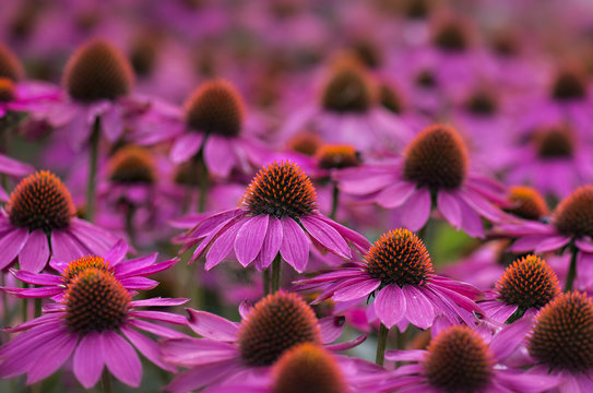 Close up of coneflowers in field