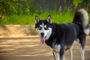 siberian blue eyed husky dog