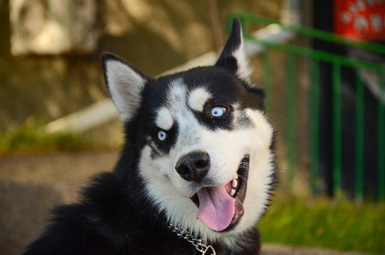 siberian blue eyed husky dog