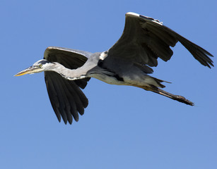 Obraz premium Grey Heron (Ardea cinerea) in flight.