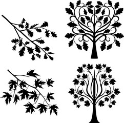 Fototapeta premium Oak and maple