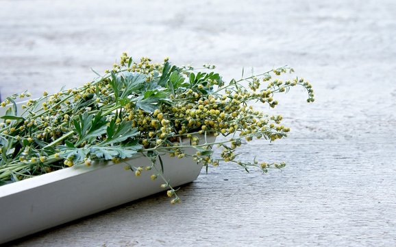 Wermut, Artemisia absinthium , Heilpflanze, Naturheilkunde