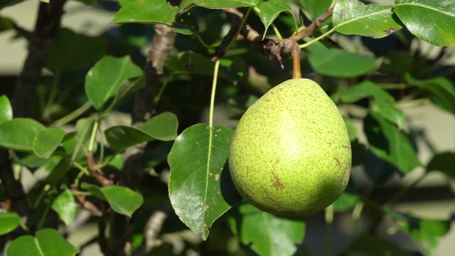 Close up video of a green pear hanging on the tree and moving in the wind