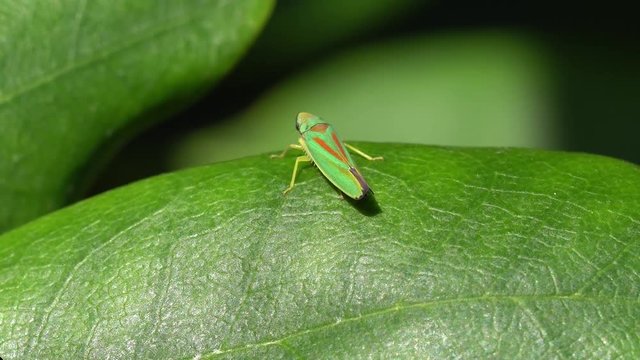 Video clip of a rhododendron leafhopper on a leaf moving to the left