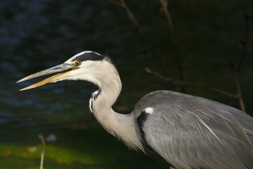 Reiher, Graureiher