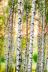 summer in forest birch
