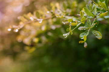 water drops after rain on leaf