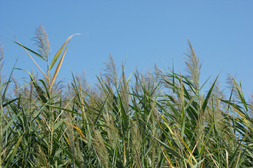 Reed and blue sky background, nature landscape