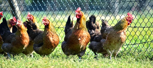 Papier Peint photo autocollant Poulet Chickens on traditional free range poultry farm