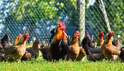 Photo sur Plexiglas Poulet Chickens on traditional free range poultry farm