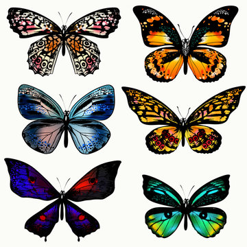 Set of realistic vector butterflies