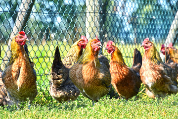 Chickens on traditional free range poultry farm