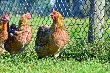 Chickens on traditional free range poultry farm