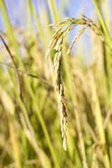 rice field at north Thailand, nature food background